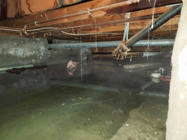 Best Mold removal after water damage  in Lake Arrowhead, CA